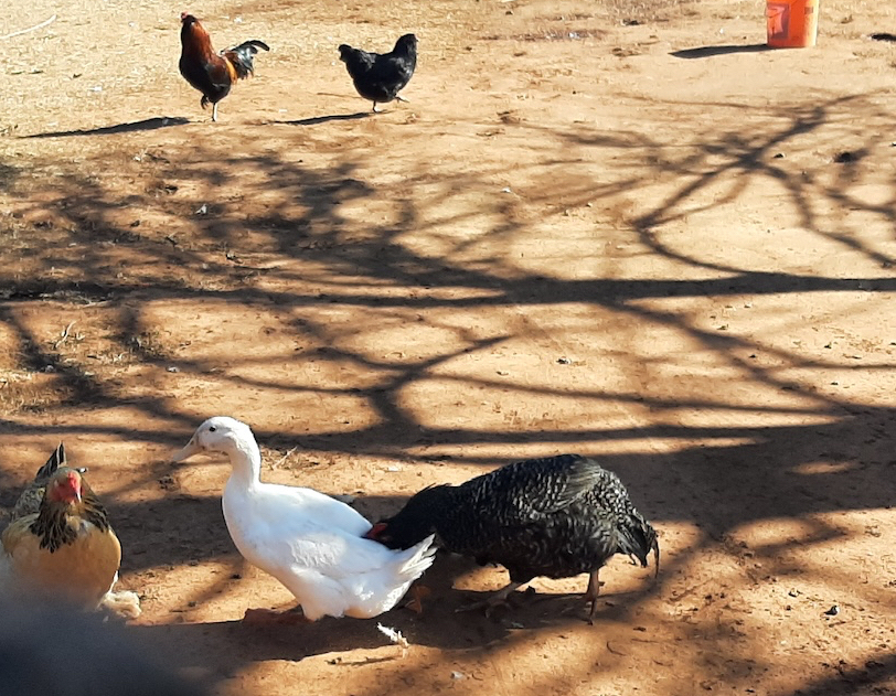 spotted rooster grabbing a white Pekin from behind outside on dirt ground