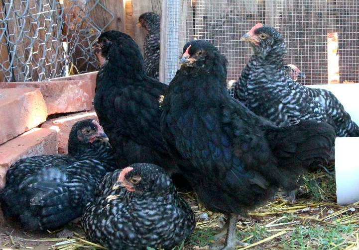 black and spotted baby chickens