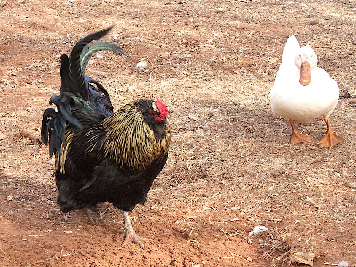 Can a Duck And Chicken&nbsp;Breed