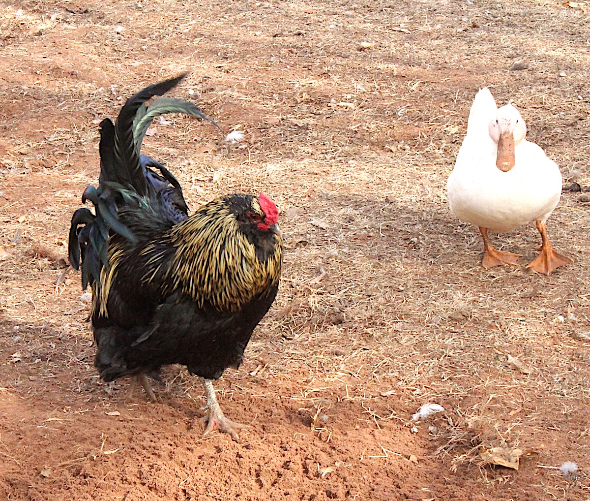 gold and black rooster standing next to a white duck outside