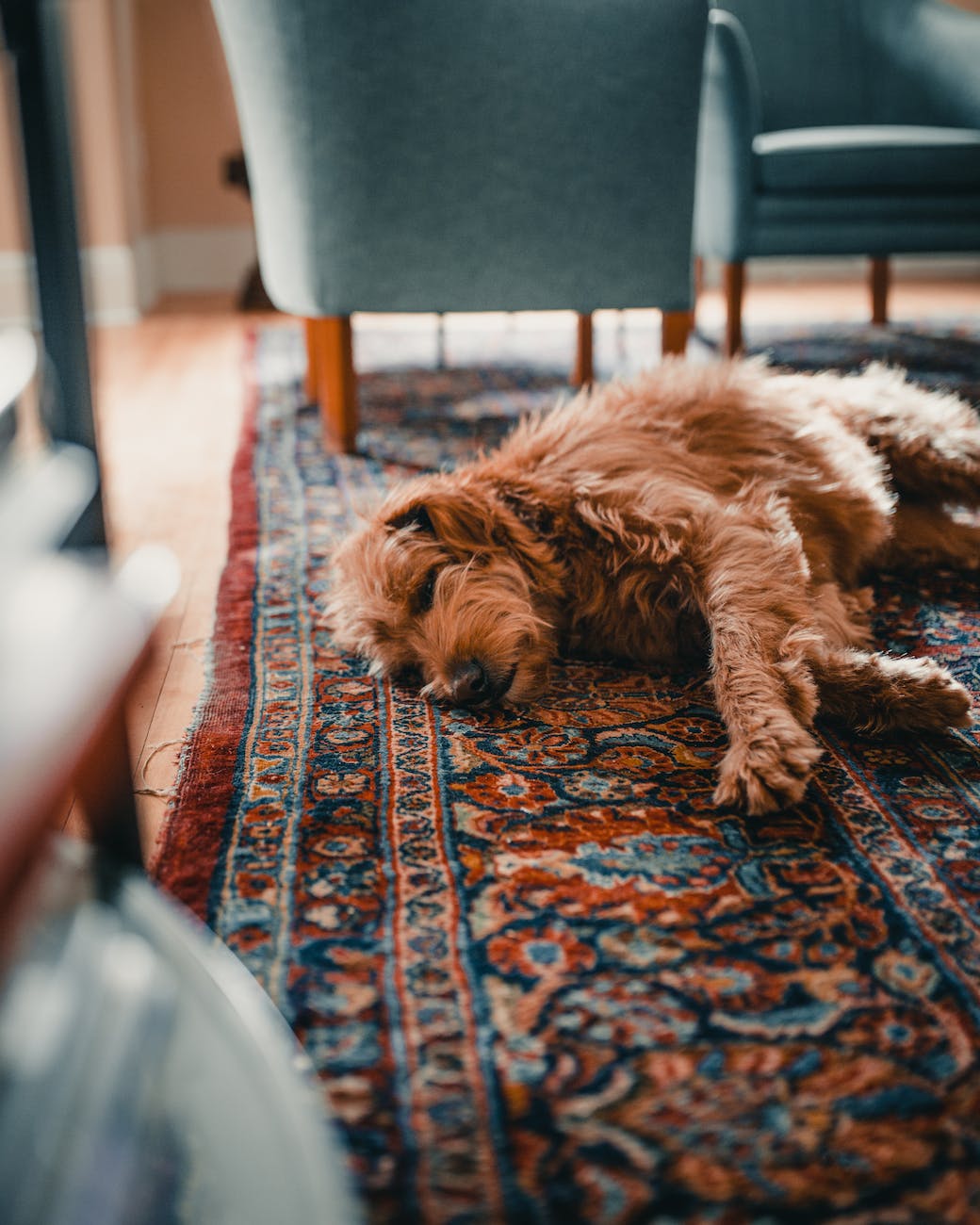 brown dog sleeping on an area rug near a light blue upholstered chair