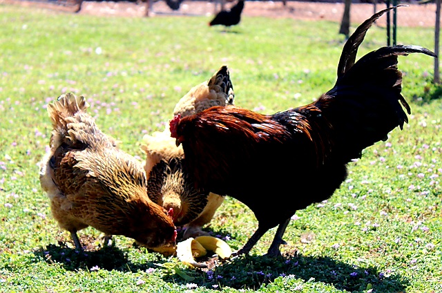 dark red rooster with 2 yellow hens eating a banana peel outside on the grass